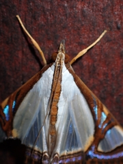 Agrioglypta eurytusalis