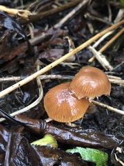 Gliophorus perplexus