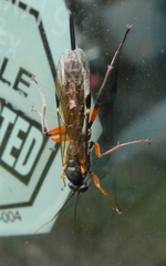 Pimpla disparis