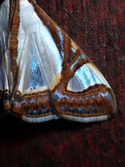 Agrioglypta eurytusalis