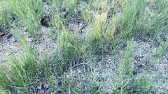 Sporobolus virginicus