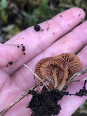 Gliophorus perplexus
