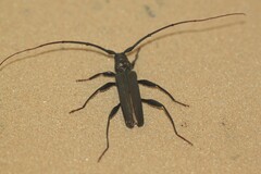 Xystrocera virescens