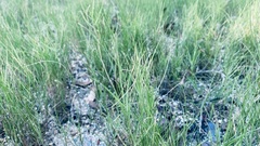 Sporobolus virginicus