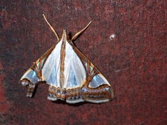 Agrioglypta eurytusalis