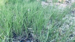 Sporobolus virginicus