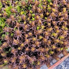 Geheebia gigantea