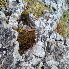 Geheebia gigantea