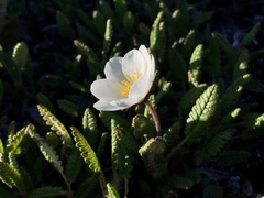 Dryas ajanensis