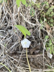 Ipomoea plebeia