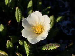 Dryas ajanensis