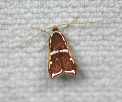 Barantola pulcherrima