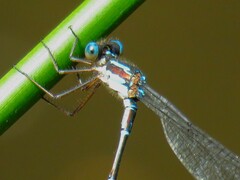 Austrolestes colensonis
