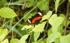 Heliconius hortense