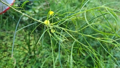 Acacia subulata