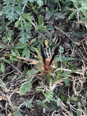 Polistes carolina