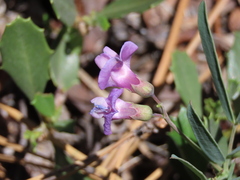 Lathyrus nevadensis