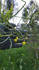 Acacia subulata