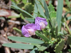 Lathyrus nevadensis