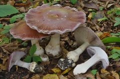 Cortinarius praestans