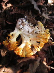 Ramaria subaurantiaca