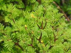Tagetes foetidissima
