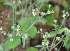 Galinsoga parviflora