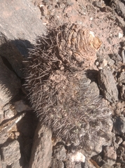 Acanthocalycium thionanthum