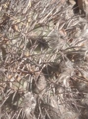Acanthocalycium thionanthum