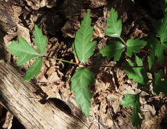 Toxicodendron radicans