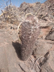 Acanthocalycium thionanthum