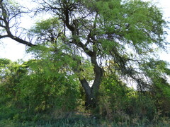 Prosopis alba