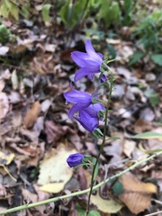 Campanula