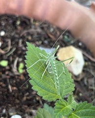 Insara elegans