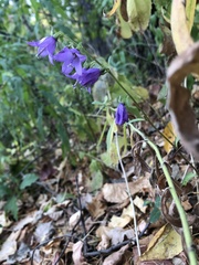 Campanula