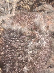 Acanthocalycium thionanthum