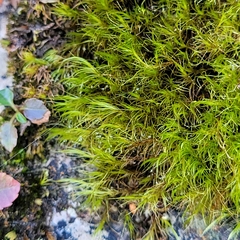 Flexitrichum gracile