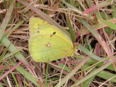 Colias poliographus