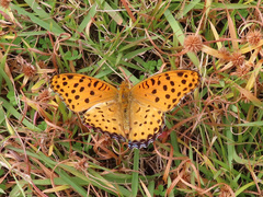 Argynnis hyperbius hyperbius