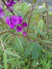 Glycine tabacina