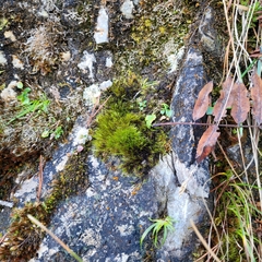 Flexitrichum gracile