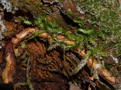 Plagiothecium laetum