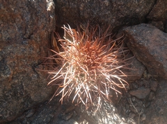Parodia aureicentra