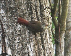Syndactyla rufosuperciliata