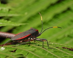 Laminiceps