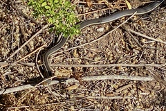 Masticophis lateralis lateralis