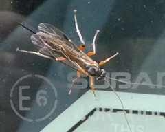 Pimpla disparis