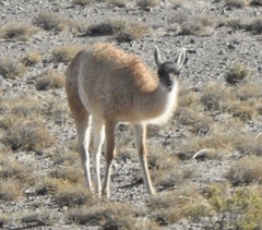 Lama guanicoe