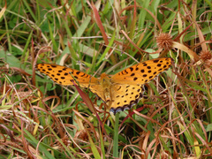 Argynnis hyperbius hyperbius