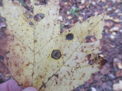 Acericecis ocellaris